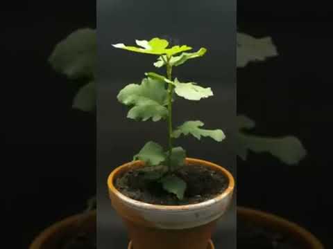 time lapse palant (  -Fig tree -) growing -145 day from seed