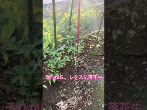 冬にツツジを保護するにはどうすればよいですか？この多量の開花植物を維持するにはどうすればよいでしょうか?  庭園