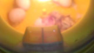 Super cute tiny bantam chicks hatched in incubator