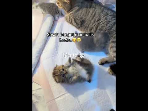 Kucing Paling Ngeselin Sedunia! Tapi Kok Gemes 😾🤣