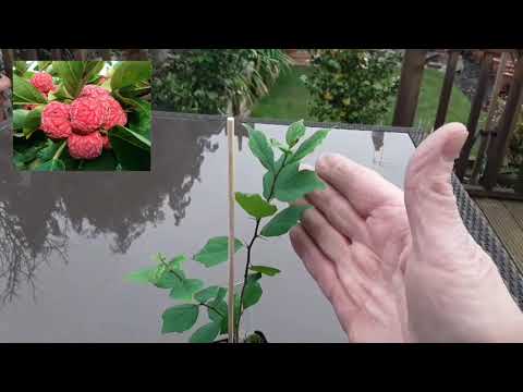 Chinese Mulberry / Che Fruit / Mandarin Melon Berry , taking a closer look at my young plant