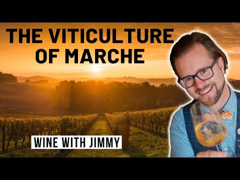 WSET Level 4 Diploma: The Climate and Grape Growing of Marche, Italy