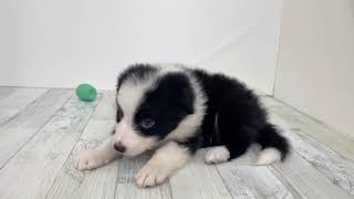 ボーダーコリーの動画01