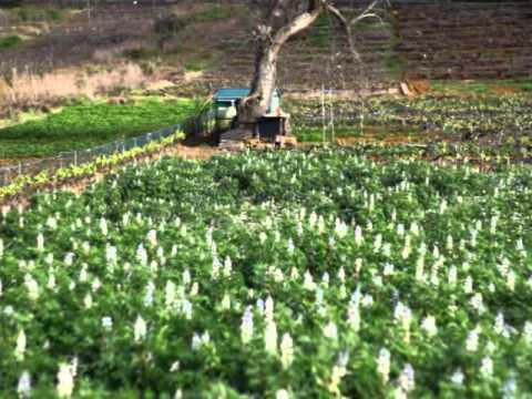 Los Nateros Sabino Berthelot