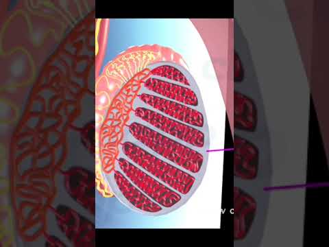 Anatomy of Male Reproductive Organ (3D Animation)