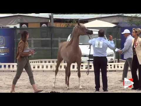 N.1 RADEGONDA BY TRESCA - Festival FVG 2015 - Yearling Fillies (Class 1)