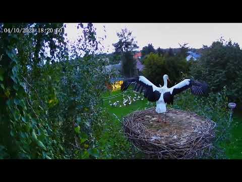 Nie jem kolacji - Bocian - gniazdo na Brzozie, Kozubszczyzna - 04 10 2023