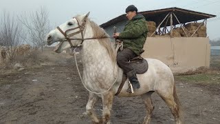 7000 долларлык 🐴 КӨК ЖАЛ сатылат | БУЛЬДОЗЕР | Ээси менен байланыш 👇