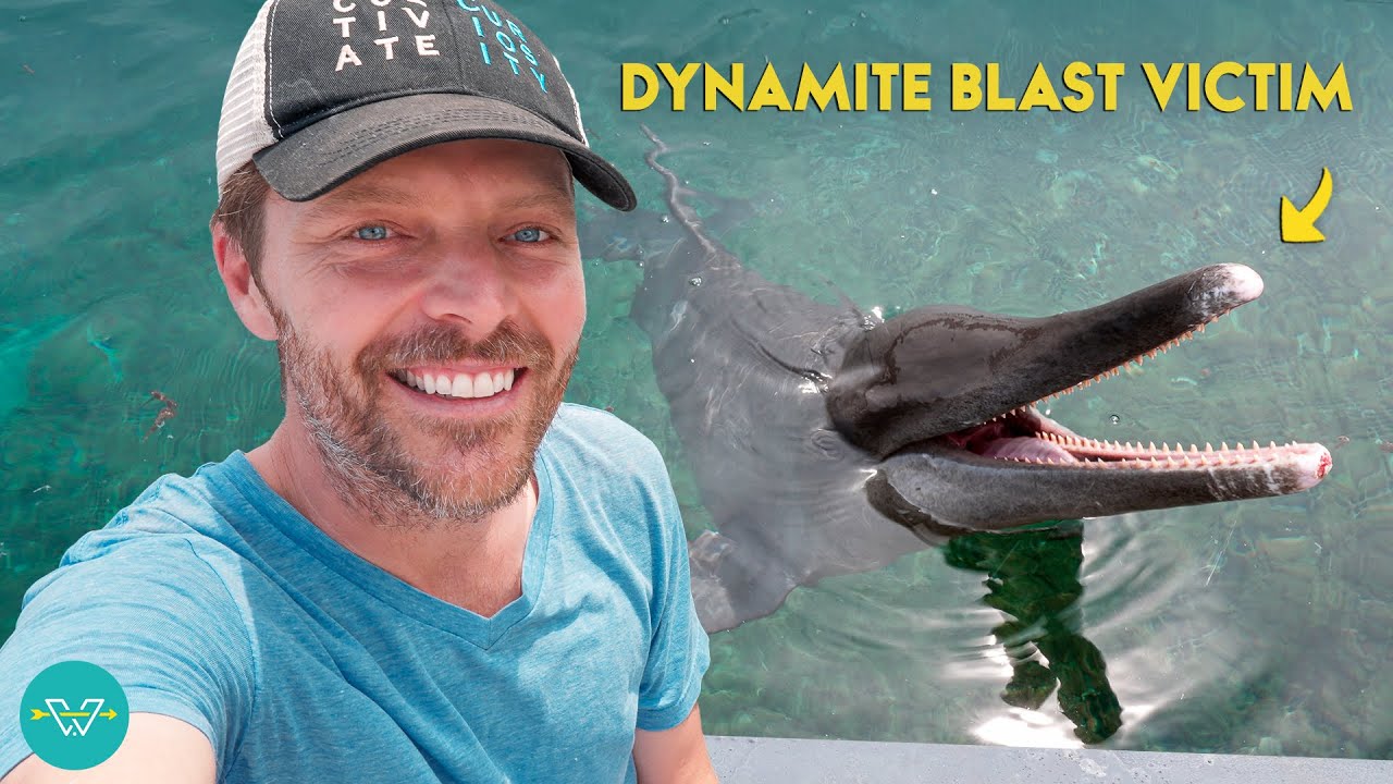 Rescuing Dolphins and Other Sea Creatures