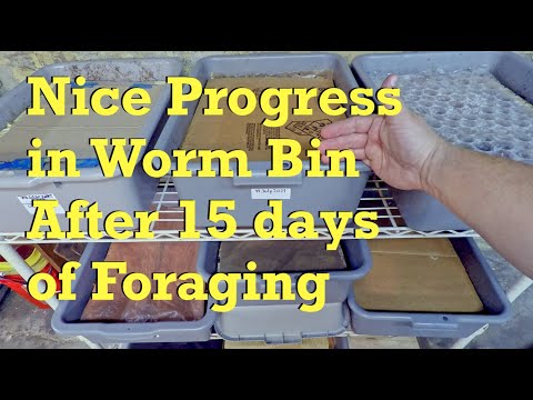 Red wiggler worm bin at day 15 of foraging in 147-day system - vermicompost
