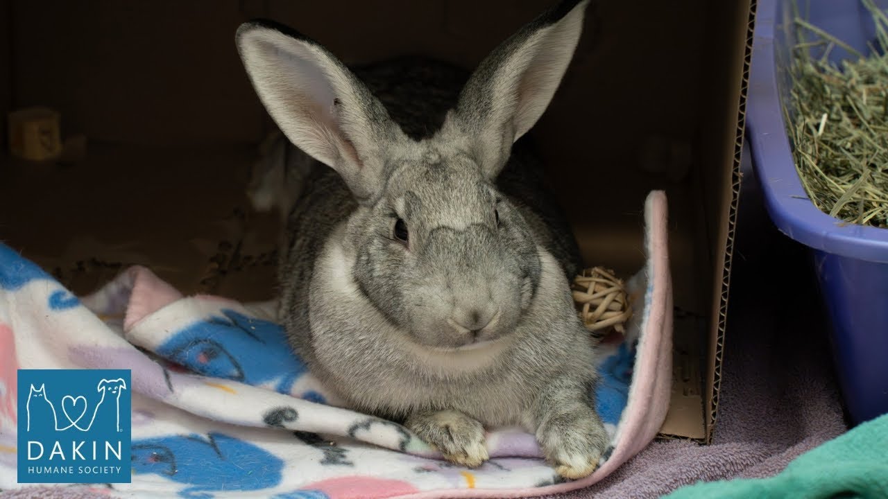 Enlarge CinnamonRoll with HoneyBun-in foster, a Adoptable American in Springfield, MA video 3/3