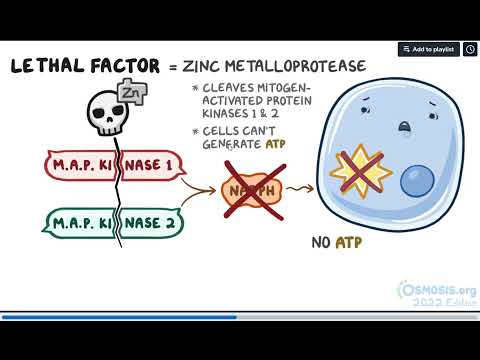 Bacillus anthracis (Anthrax)