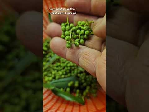 Qhia Tshuaj Zoo Mob Ua Qoob Zwm Mob Caj Pas Txhaws Qa 6/4/2024