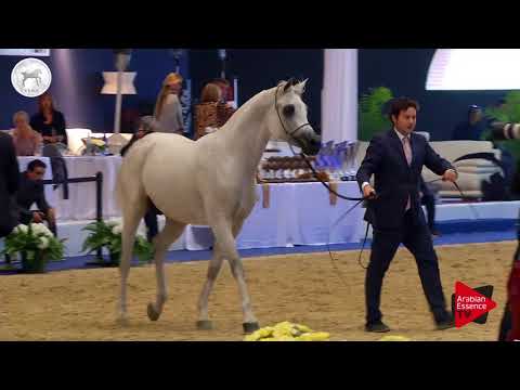 N.76 AL FAYED - SEWC 2017 - Stallions (Class 5B)
