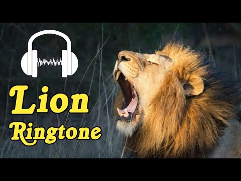 Lion roar ringtone/Lion sound ringtone||New call ringtone 2021||शेर की रिंगटोन/sher ki ringtone