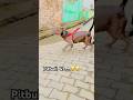Pitbull Vs Desi Dog RuchiAk47 Pitbulldog Dangerous Petlovers Viralvideo Viralshort Live