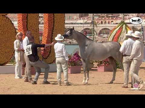 N 129 MURANAS NADER   Mediterranean and Arab Countries AHC   Menton 2021   Colts 2 Years Old Class 7