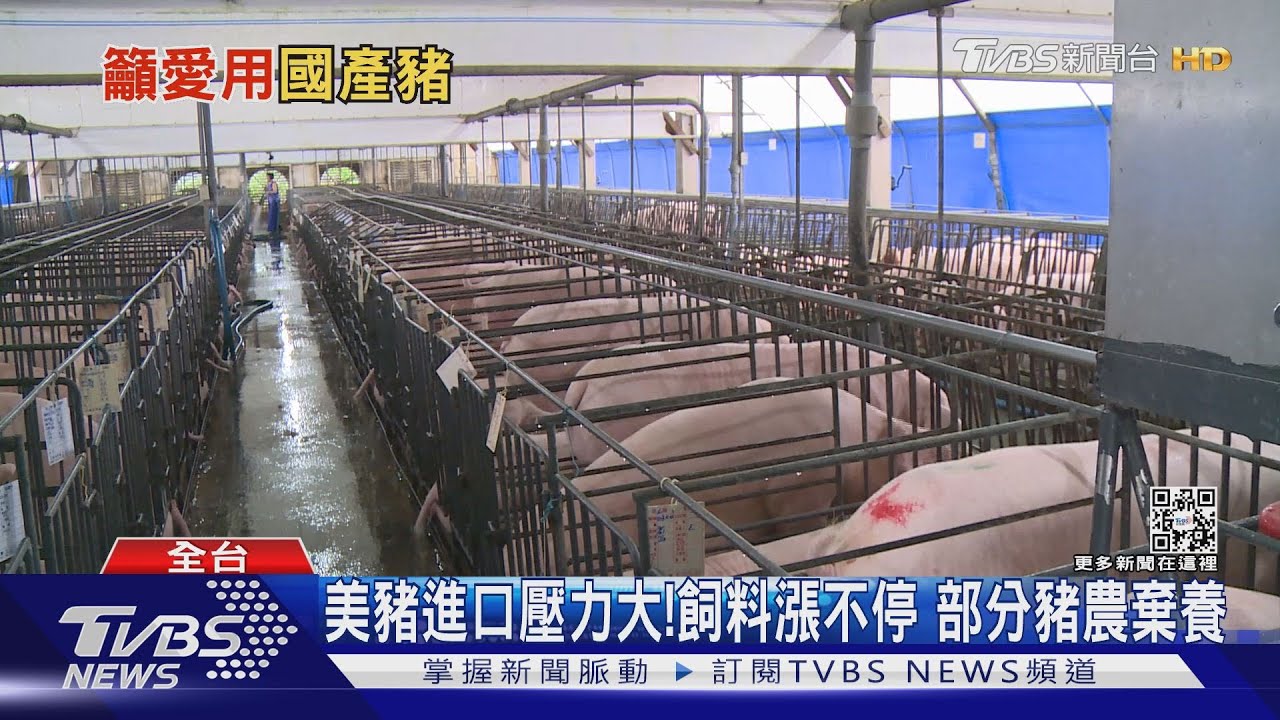 有片／零售市場難跌！民眾苦吞漲價豬肉　豬農卻賣愈多賠愈多？