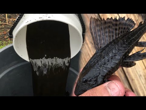 Black TAR WATER Fish SAVES KOI POND From Pond invasion!