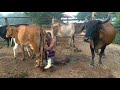 Tirando Leite Das Vacas No Curral Pela Manhã Vacas E Bezerros Berrando Durante A Ordenha