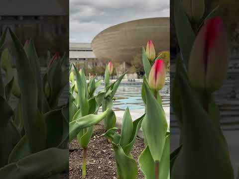 #albany #flowers #tulips #shorts