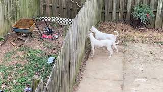 Mata Dogo Argentino the puppies are almost as big as Mata 2022 January