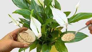 🔥 Geben Sie SPATHIPHYLLUM nur 1 TASSE dieses Düngers und es wird Sie mit vielen Blüten begeistern