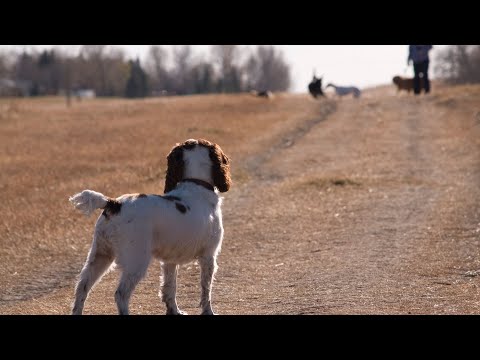 The Benefits of Using an English Springer Spaniel for Bird Hunting