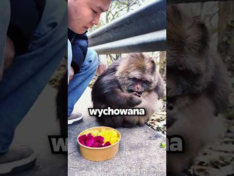 Najbardziej WYCHOWANA Małpka Świata!🥺🐒
