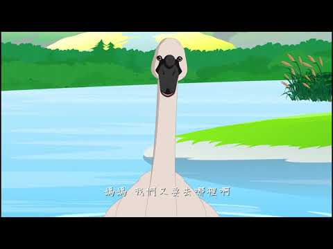 【愛護生命的故事】廝守的天鵝夫婦【852】