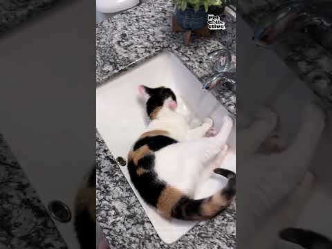 Mon chat se baigne un peu différemment ! 🤣