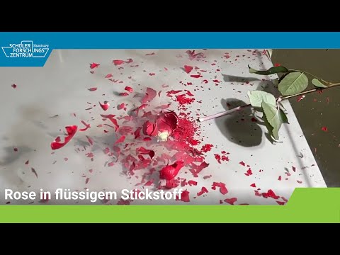 Rose in flüssigem Stickstoff frieren
