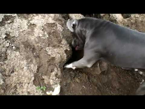 Perfiles de cachorros de Cesar Millán: Junior