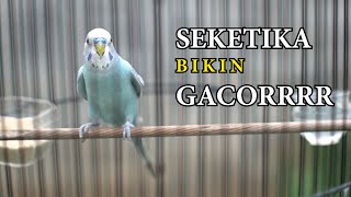 Download lagu PANCINGAN PARKIT AGAR GACOR mp3 Download lagu PANCINGAN PARKIT AGAR GACOR mp3