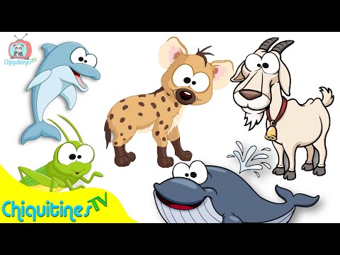 Aprende el sonido de los animales 2 - Canción Infantil