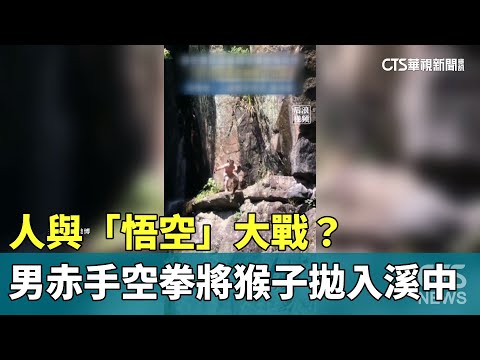 人與「悟空」大戰？　男赤手空拳將猴子拋入溪中