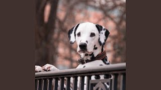 Sumptuous Doggy Surprises