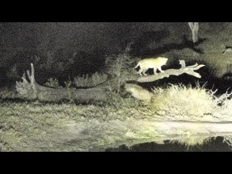 Djuma: Hyenas walk up on Hosana: he moves to tree for safety - 00:33 - 08/14/18
