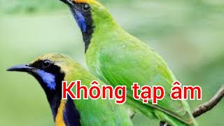 Download lagu Tiếng chim thanh tước mồi mp3 Download lagu Tiếng chim thanh tước mồi mp3