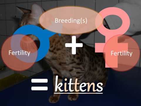 Tips & Tricks to Optimize Breeding Success in Cats