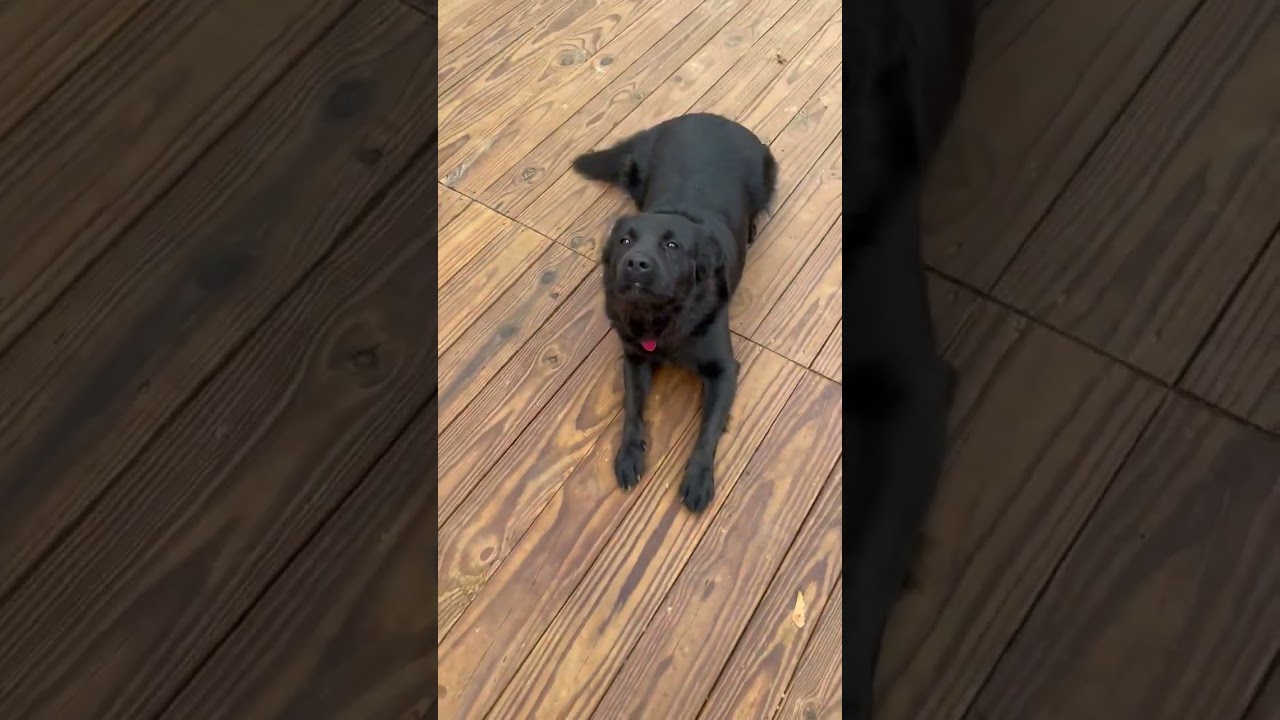 Enlarge Cheech, an adoptable mixed breed in New Canaan, CT video 5/5