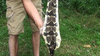 How To Kill Gut Skin and Tan A Rattlesnake Skin