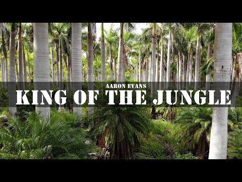 King Of The Jungle by Aaron Evans [Official Short Film]