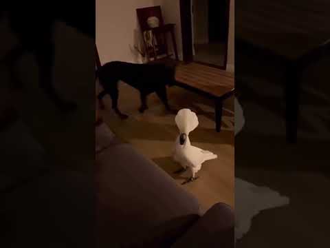 This Cockatoo Terrorises Two Sleeping Dogs for Fun