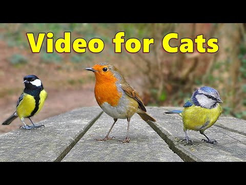 Cat TV ~ Catflix Videos for Cats to Watch ⭐ 8 HOURS ⭐