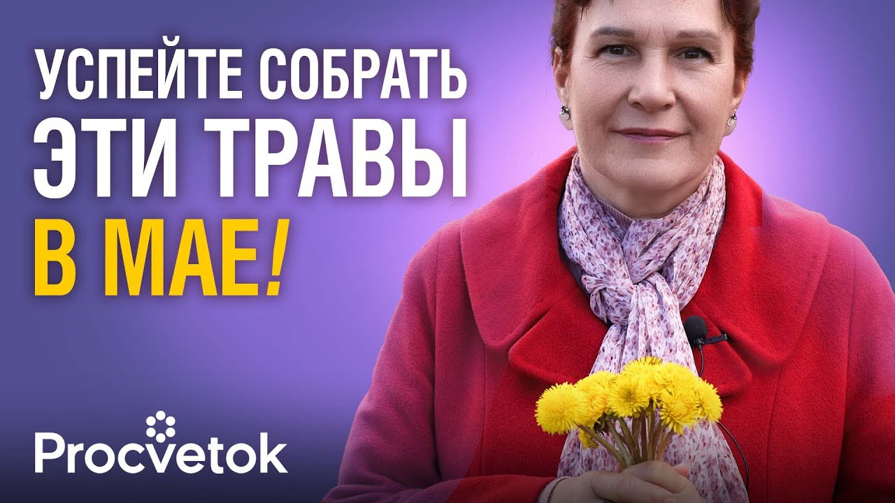 СОБЕРИТЕ ЭТИ ДРАГОЦЕННЫЕ ТРАВЫ В МАЕ – они заменят вам целую аптеку!