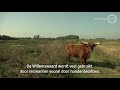 Kudde Hooglanders arriveert in Tielse uiterwaarden
