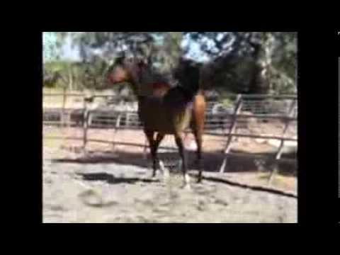 Magic Dream Daughter for sale