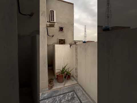 Cat #catlover #cats #viral #beautiful