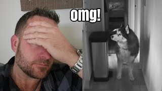 Husky Left At Home Alone For The First Time!